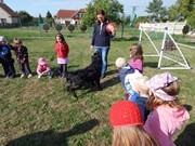 Sorbon - pes fotbalista